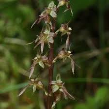 Image result for Nesaea cordata