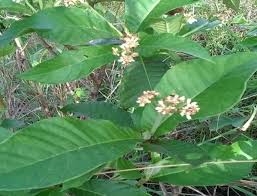 Image result for Psychotria vogeliana