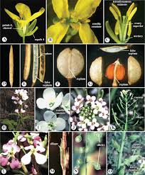 Image result for Onagraceae