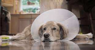 Does Neutering Cause Pets To Gain Weight Diamond Pet Foods