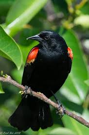 Black Bird With Red And Yellow Wing Tips Farewell To Florida Black Bird Red Wing Blackbird Pretty Birds
