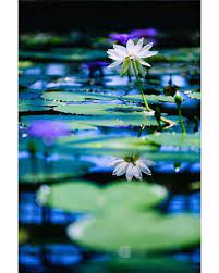 Repost Chumifoto Aquaticplantsgardenmizunomori Kusatsu Mizunomori Japaneselandscape Vacation Instago View Explore Japan Japan Travel Travel Usa