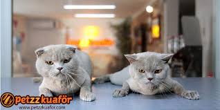 Kedi Makine Trasi Makine Ile Profesyonel Tras