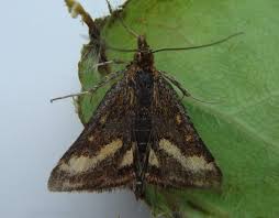 Image result for Pyrausta ostrinalis