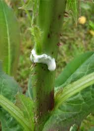 Image result for Lactuca inermis