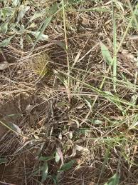 Image result for Perotis patens