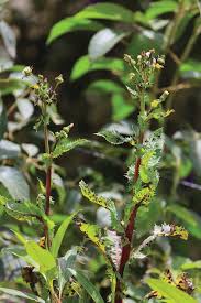 Image result for Sonchus bipontini