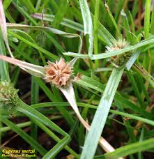 Image result for Kyllinga squamulata