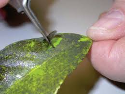 Image result for sooty mould