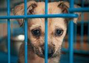Los perros de los refugios son vulnerables a las ...