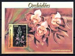 Image result for Polystachya campyloglossa