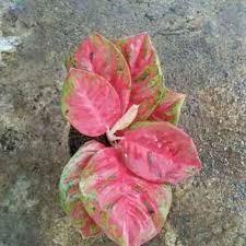 Tanaman ini memiliki keunikan pada warna dan corak daunnya. Tanaman Hias Harga Tanaman Hias Juni 2021 Blibli