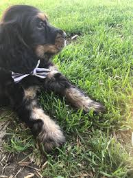 Black And Tan Cocker Spaniel For Sale Pin Von Sonja Mosk Auf Mylo The Black And Tan Cocker Spaniel Englischer Cocker Spaniel Spaniel Englisch