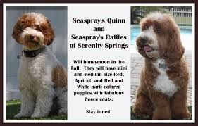 We specialize in the ultimate family pet! Labradoodle Puppy Labradoodle Tampa Bay Australian Labradoodles Florida For Sale Australian Labradoodle Puppies Australian Labradoodle Labradoodle
