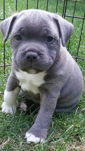Cute Emergency On Sevimli Kopek Yavrulari Yavru Kopek Pitbull