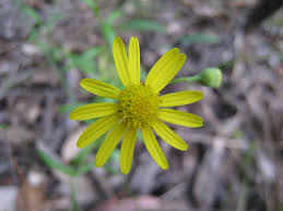 Image result for Senecio madagascariensis