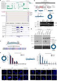 Normal saline pharmaceutical normal saline iv solution filling packaging machine. A Peptide Encoded By Circular Form Of Linc Pint Suppresses Oncogenic Transcriptional Elongation In Glioblastoma Nature Communications