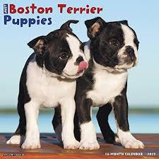 We have a litter of boston terrier pup's, akc, males & females, they are seal & white, born jan, taking deposit's now. Just Boston Terrier Puppies 2019 Wall Calendar Dog Breed Boston Terrier Puppy For Sale In Boca Raton South Terrier Puppies Boston Terrier Puppy Boston Terrier