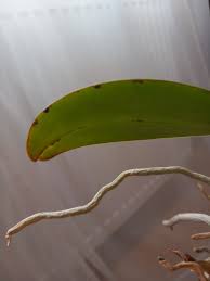 Image result for puklice na orchideích obrázek