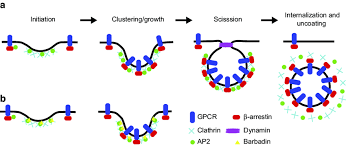 Clathrin is a major protein component of the cytoplasmic face of intracellular organelles, called coated vesicles and coated pits. Model For The Biogenesis Of Clathrin Coated Pits Ccps And Download Scientific Diagram