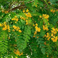 Image result for Tipuana