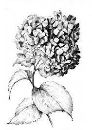 Hydrangea Sketch Large Print Jpeg Clipart Flower Line Etsy Flower Line Drawings Flower Sketches Flower Drawing