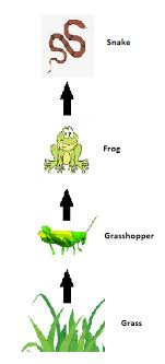 Now that the students have this prior knowledge i will introduce the food chain to build a better understanding of how the animals and plants interact within the habitat. Make A Food Chain Of An Terrestrial Habitat Showing 3 Consumers Grass Grasshopper Frog Python If It Is Biology Life Processes Control And Coordination 12889336 Meritnation Com