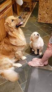 Don T Click The Link If You Love Dogs Video Cute Baby If Youre Looking For Big Fluffy Dog Breeds To L Cute Baby Animals Cute Funny Animals Cute Animals