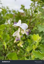 Image result for Crotalaria verrucosa