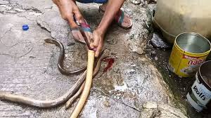 Cra mngolh belut mnjd mp asi : Cara Mudah Dan Cepat Mengolah Belut Youtube