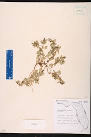 Image result for Acanthospermum australe