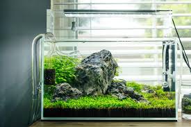 Image result for Eleocharis minima