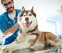 Come in to our clinic, and let us take care of. Family Pet Clinic Lakewood Ca Pet Clinic Services And Benefits