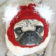 Pug Dog Wearing Red Hat With Whit Pom Poms Dog Hat Dog Items Dog Wear