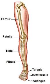 The knee joint is the largest joint in the body and is primarily a hinge joint, although some sliding and rotation occur. Platypus Leg Bones Diagram Anatomy Bones Human Body Anatomy Leg Anatomy