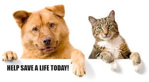 Our affordable cat and dog vaccination clinics offer quality, preventive care to help ensure your pet's health & wellness. Save All Dogs Rescue 120 D Hale Road Manchester Ct 06040 Home