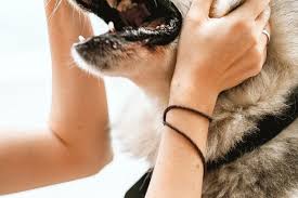 Mendapatkan anjing di jalan atau dirumah. Arti Mimpi Digigit Anjing Menurut Primbon Psikologi Dan Tafsir Al Ahlam Kabar Lumajang