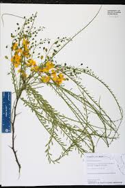 Image result for Parkinsonia aculeata