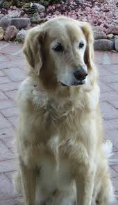 We collect the data from the digital pharmaceutical markets and process it into digestible and useful information. California Pet Pharmacy Reviews 342 Reviews Of Californiapetpharmacy Com Sitejabber