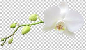 P&p), just published by hailstone! Moth Orchids White Haiku An Anthology Of Japanese Poems Png Clipart Anthology Blossom Branch Clipart Clip