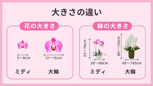 ミディ胡蝶蘭と胡蝶蘭の違いは？花のサイズや価格帯を比較｜Bloom Note（ブルームノート）