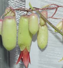 Here's how to care for flowering kalanchoes & get them to bloom again. Kalanchoe Archives Southwest Gardensmith