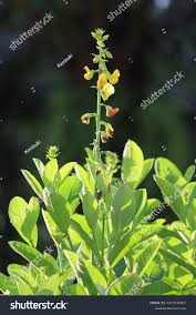 Image result for Crotalaria natalitia