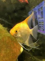Black And Yellow Fish Freshwater Beautiful Proven Pair Live Angelfish Mating Pair About 5 Inches Long The Black Striped And The Yellow Ones In Fi Angel Fish Tropical Fish Live Aquarium Fish