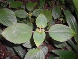 Image result for Calvoa orientalis