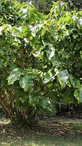 Image result for Antidesma venosum