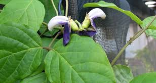 Image result for Canavalia