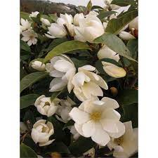 200mm Michelia Hybrid Fairy Magnolia Cream I N 3828232 Bunnings Warehouse Magnolia Beautiful Flowers Garden Beautiful Flowers