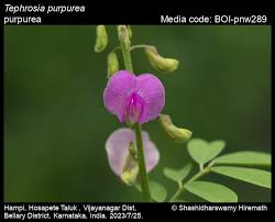 Image result for Tephrosia aurantiaca