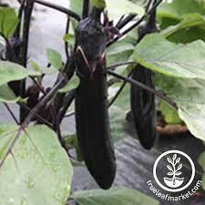 Long fruit, perfect for grilling & roasting long fruit, perfect for grilling & roasting back to the roots organic mushroom growing kit, harvest gourmet oyster mushrooms in 10 days, top gardening gift, holiday gift, & unique gift 21 Of The Best Japanese Eggplant Varieties Gardener S Path